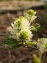 Fothergilla mayor Mont Airy1